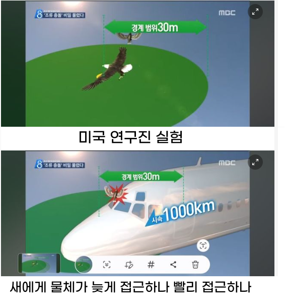 5 56.png - 새가 비행기 못 피하는 이유