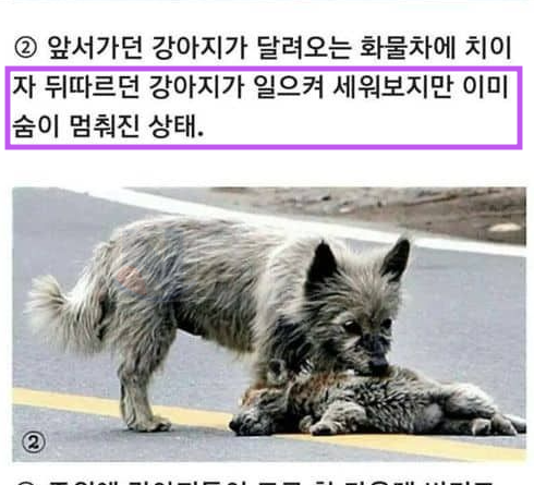 6 34.png - 떠돌아다니는 강아지들의 우정...jpg