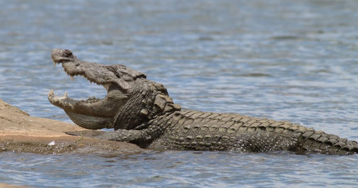 copy of articles thumbnail 1200 x 630 1 28.jpg - Horrifying Moment Crocodile Emerges With Mother-of-Four In Its Jaws