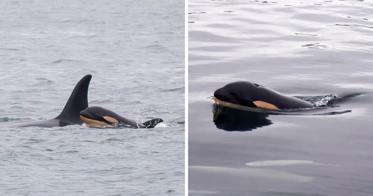 copy of articles thumbnail 1200 x 630 3 37.jpg - Killer Whale Mom Who Carried Dead Baby for 17 Days Across 1,000 Miles of Ocean Gives Birth to New Calf