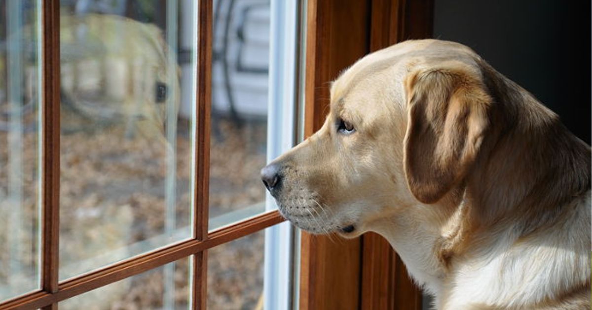 copy of articles thumbnail 1200 x 630 4 18.jpg - Dog Who Loved Staring At Neighbor’s Cat Left Heartbroken After They Blocked His View