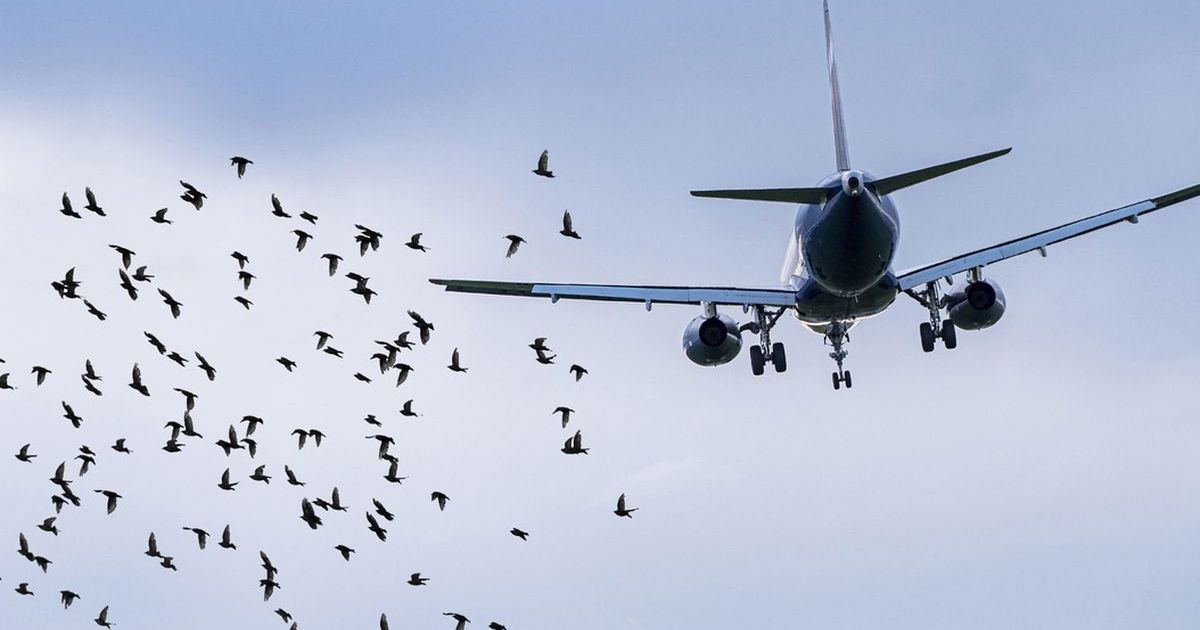 copy of articles thumbnail 1200 x 630 7 3.jpg - 'We Thought We Would Not Get Out Alive!'- Passengers' Horror After Vulture CRASHES Into Plane Cockpit's Windshield Leaving Pilots Stunned