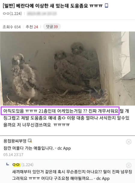 11 2.png - 베란다에 갑자기 나타난 새의 정체...ㄷㄷㄷ