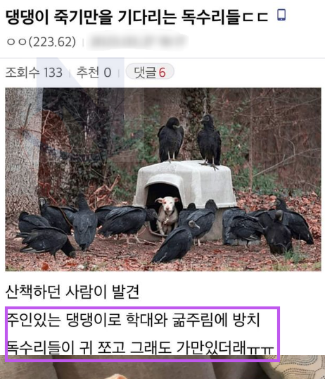 4 9.png - 주인에게 버림받고 '독수리 밥' 이 될 뻔한 강아지 근황ㄷㄷ