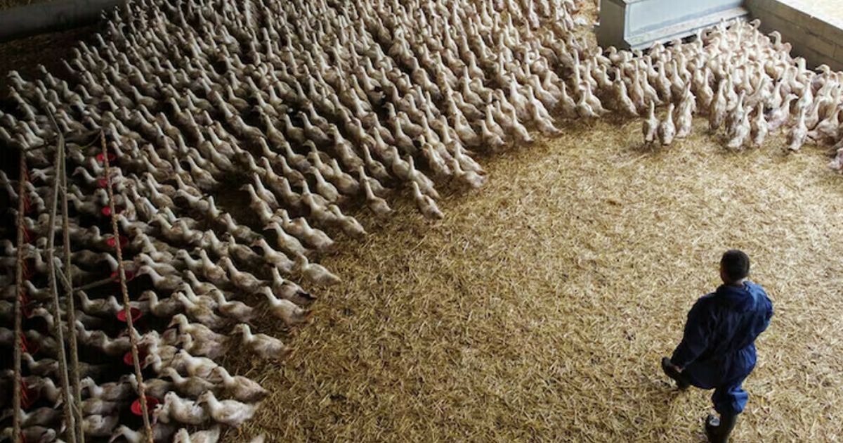 copy of articles thumbnail 1200 x 630 1 9.jpg - Japan On High Alert After Bird Flu Outbreak Strikes Farms As More Than 1.7 MILLION Chickens Culled