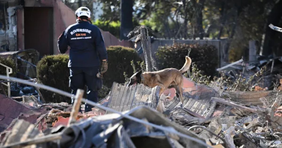 copy of articles thumbnail 1200 x 630 3 14.jpg - Grim Task of Sniffer Dogs Finding Bodies In Los Angeles Fires As Trump WARNS 'More Dead'