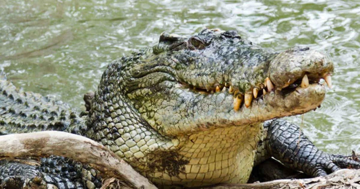 copy of articles thumbnail 1200 x 630 6 12.jpg - 5-Year-Old Girl Crushed To Death By Crocodile In Savage Attack While Bathing in Lake