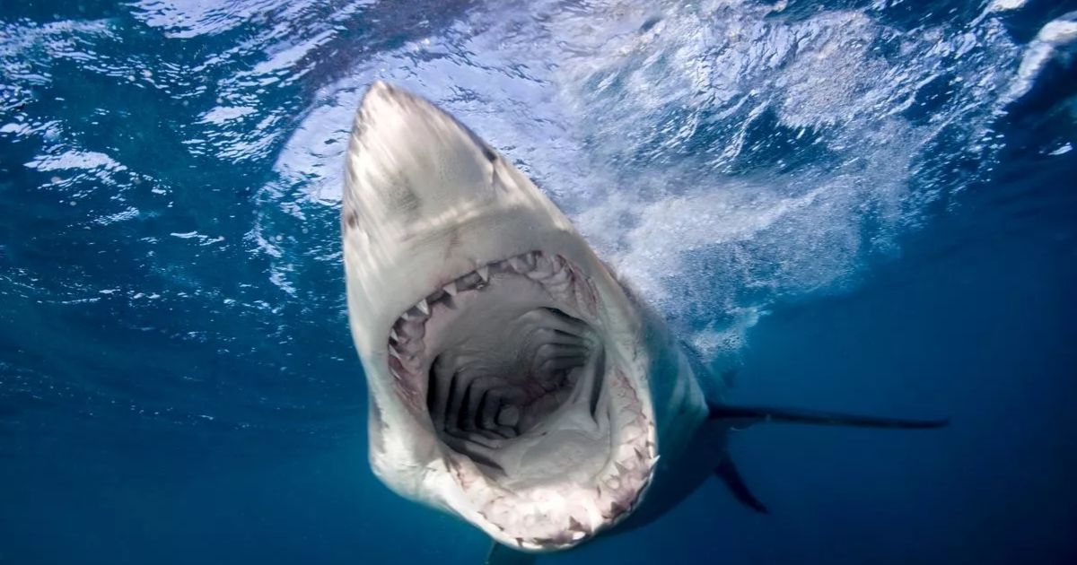 copy of articles thumbnail 1200 x 630 22 17.jpg - Man's Shoulder 'Popped Out' As Shark Leaves Him RIPPED to Shreds at Top Holiday Hotspot