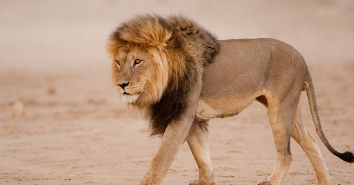 copy of articles thumbnail 1200 x 630 31 3.jpg - Man Mauled to Death and EATEN By Lion Just Days After Buying the Beast As A Pet