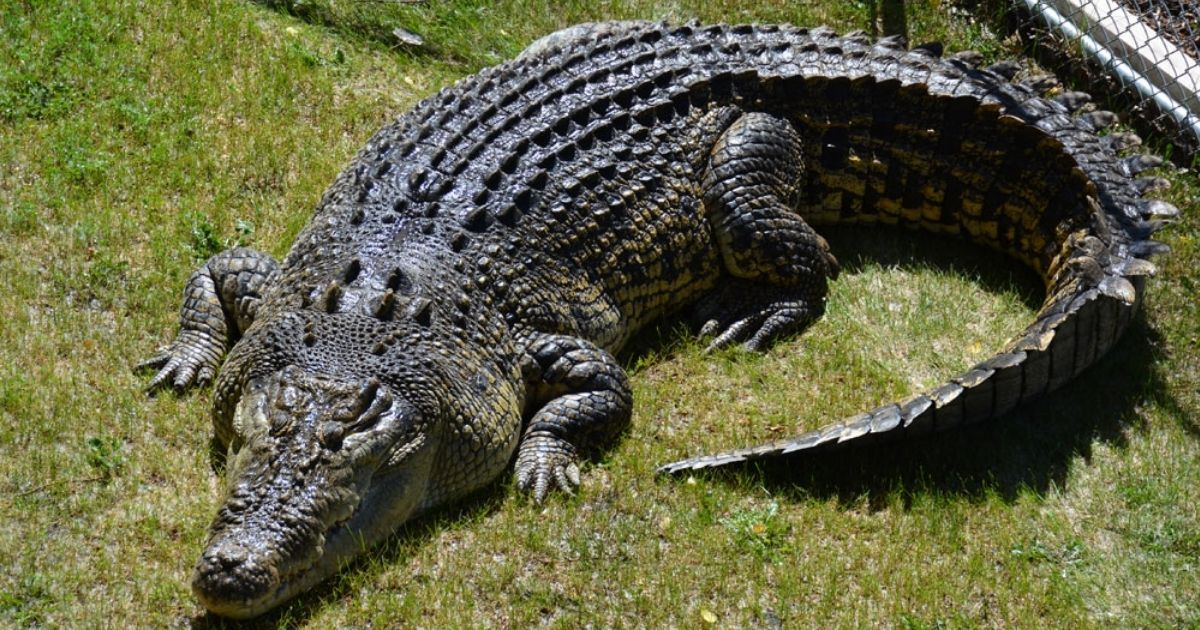 copy of articles thumbnail 1200 x 630 32.jpg - Tourist Fights for His Life After Being Bitten by Crocodile Moments After Jumping Into Enclosure to Take 'Selfies'