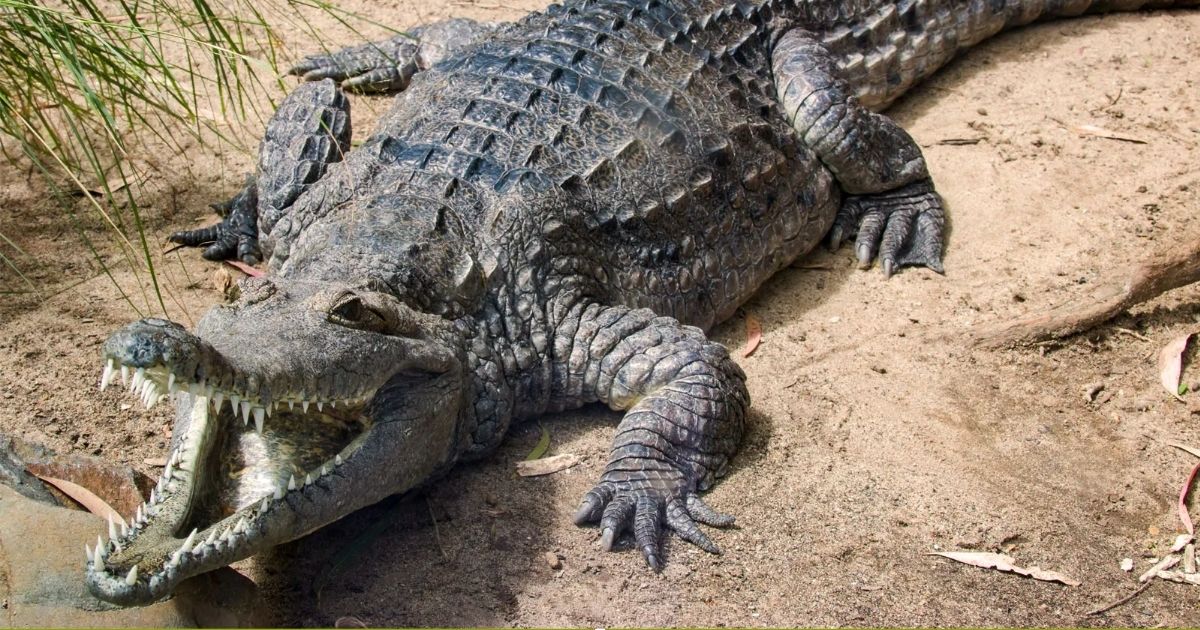 copy of article x 630.jpg - Horrifying Moment Crocodile Carries Schoolboy's Remains Away in its Jaws After Snatching the 15-Year-Old While Fishing