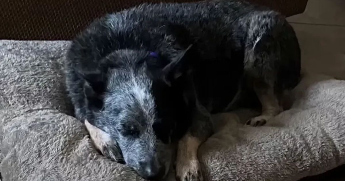 copy of articles thumbnail 1200 x 630 2025 07 13t191719 703.jpg - Dog Reunited with Family After Miraculously Surviving Texas Floods by Hiding in a Washing Machine