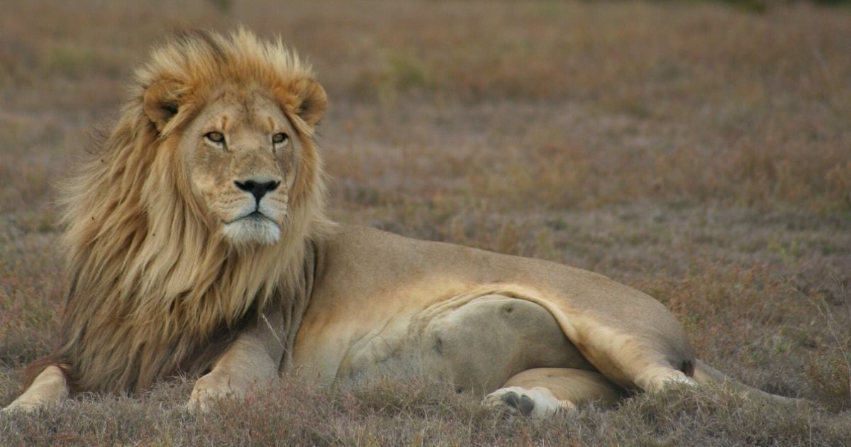 copy of articles thumbnail 1200 x 630 2025 07 23t162429 030.jpg - Animal Lover Mauled To Death And Eaten By His Own Pet Lion