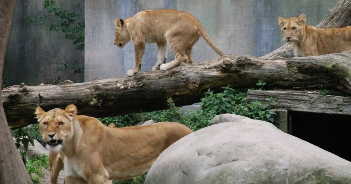 copy of articles thumbnail 1200 x 630 2025 08 14t152642 907.jpg - Zoo Encourages Public to Donate Unwanted Pets to Help Feed Resident Animals