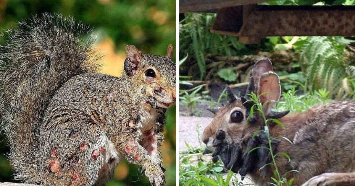 copy of articles thumbnail 1200 x 630 2025 08 25t164826 077.jpg - Mutant deer with horrifying flesh bubbles spotted in multiple US states as fears of an outbreak grip the nation