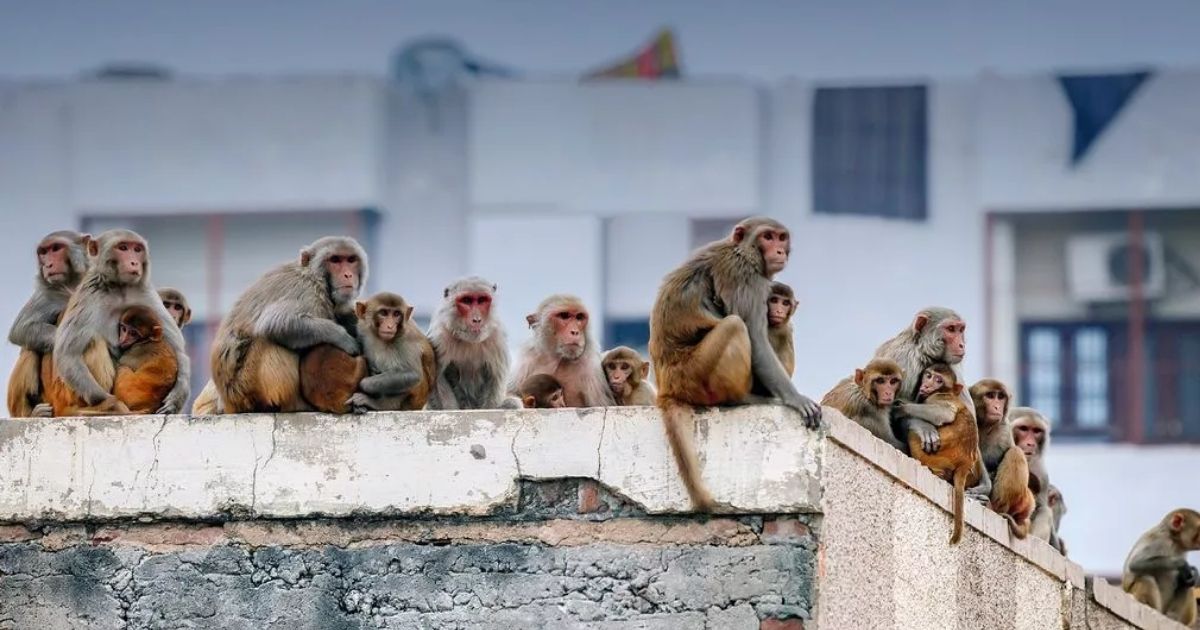 copy of articles thumbnail 1200 x 630 2025 09 07t224448 980.jpg - Tragedy as Two-Month-Old Baby ‘Snatched from bed and drowned by monkeys’