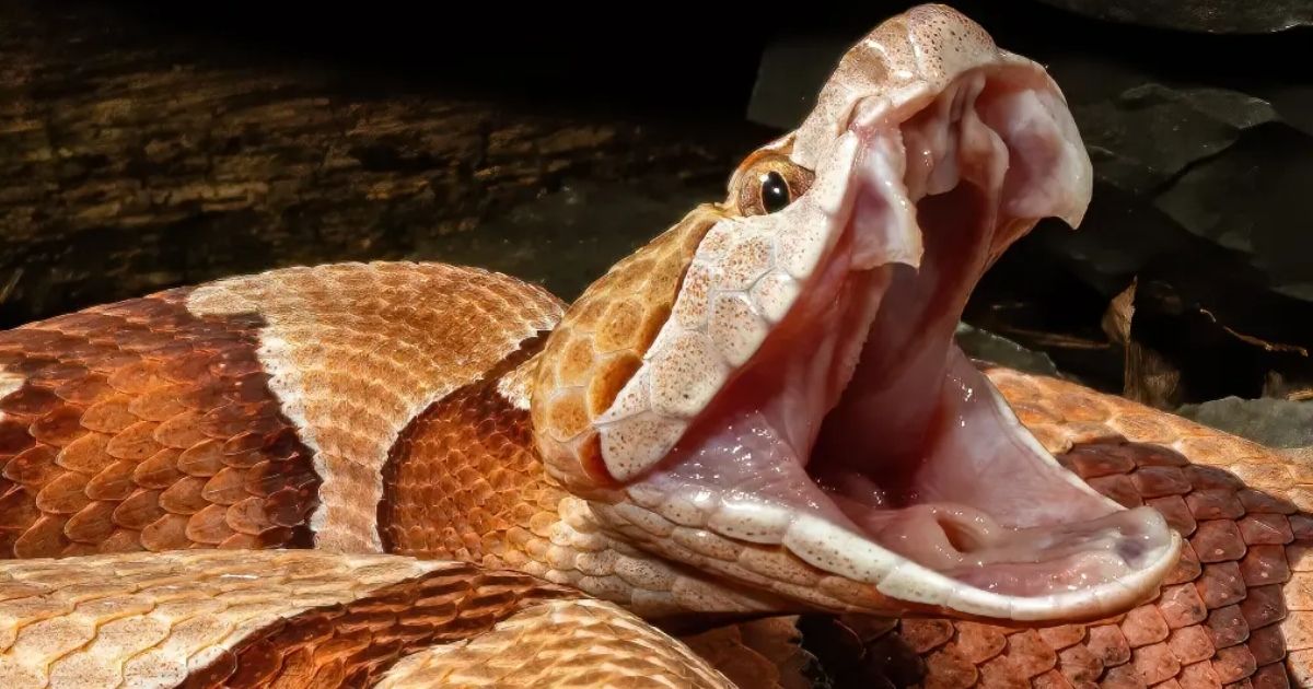 copy of articles thumbnail 1200 x 630 2025 09 08t163544 298.jpg - 4-Year-Old Boy Bitten by Snake at North Carolina Day Care As Family Learns Staff NEVER Called 911 for Help