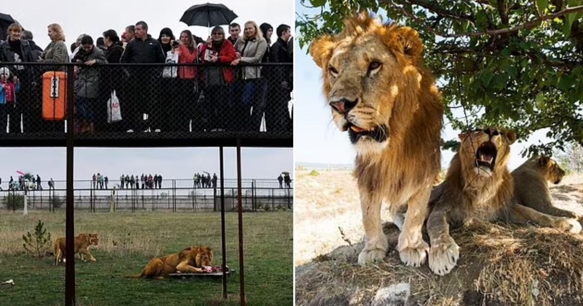 copy of articles thumbnail 1200 x 630 2025 09 11t155621 228.jpg - Tourists’ Nightmare Comes to Life At World-Famous Safari Park After Lions KILL Zookeeper in Front of Them