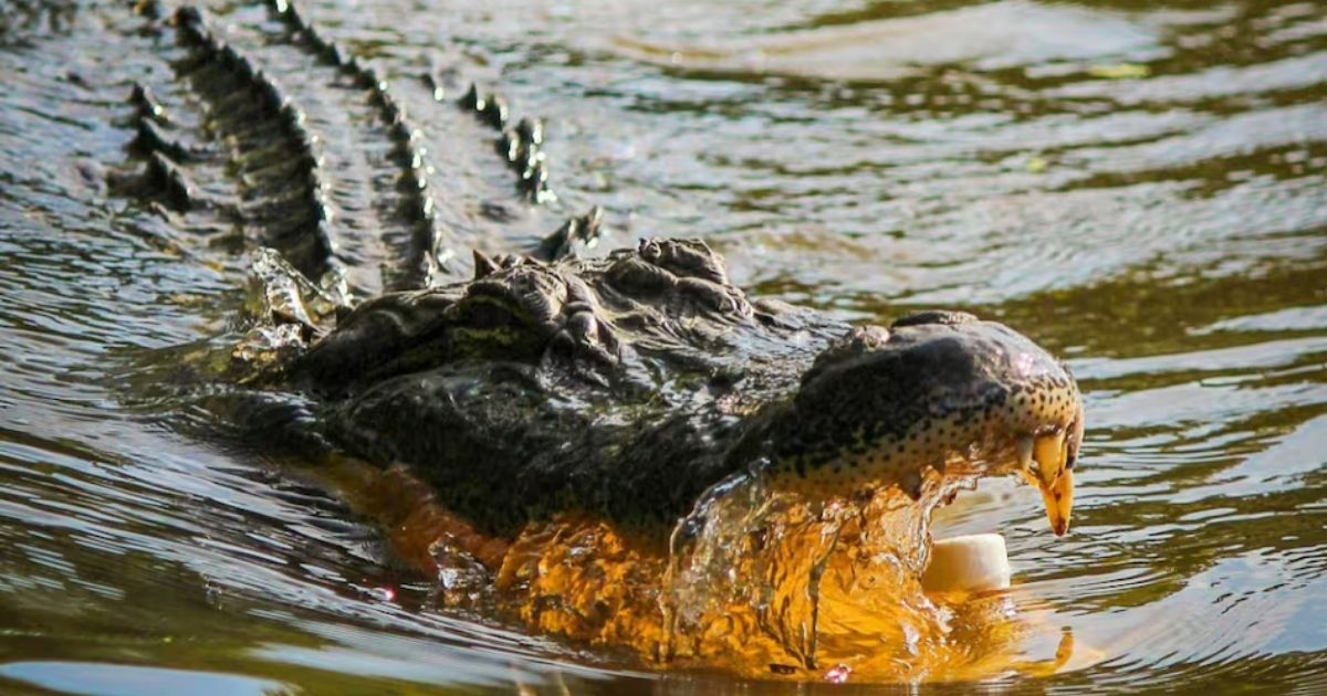 copy of articles thumbnail 1200 x 630 2025 10 09t182447 228.jpg - Woman dragged away by Crocodile after being snatched in its jaws